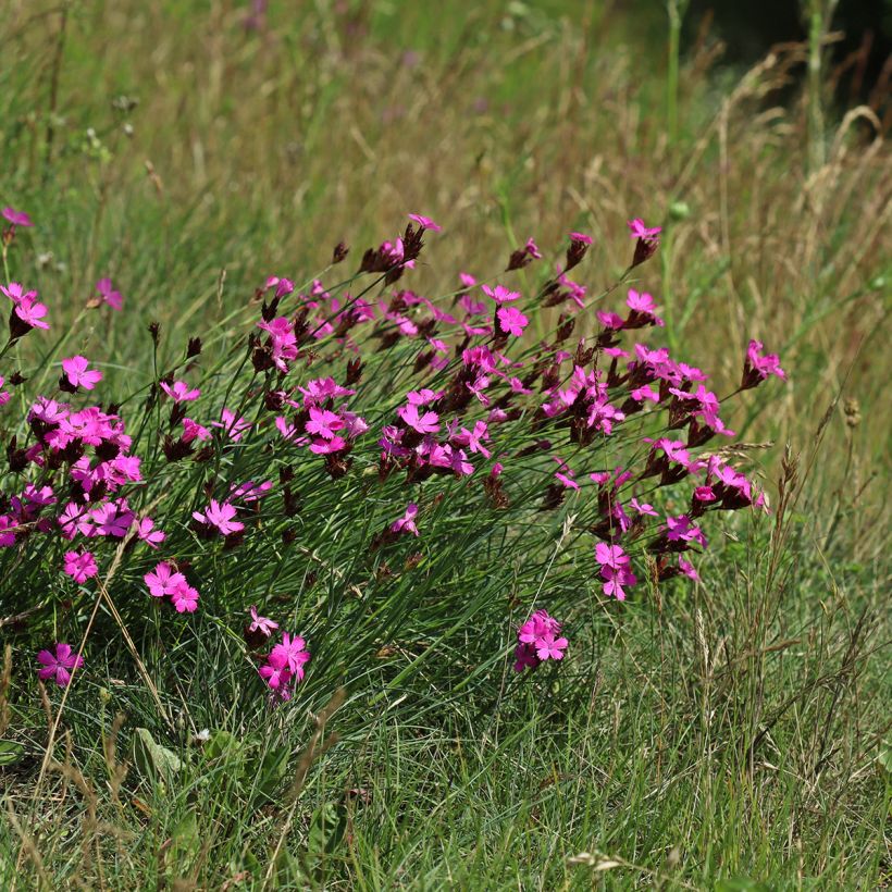 Clavelina de los cartujos - Dianthus carthusianorum (Porte)