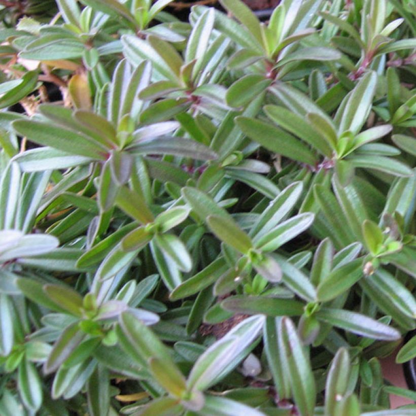 Clavellina - Dianthus deltoides Albiflorus (Follaje)