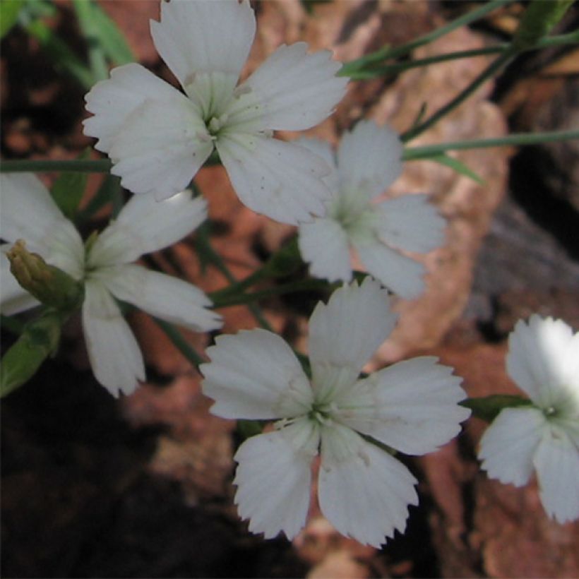 Clavellina - Dianthus deltoides Albiflorus (Floración)