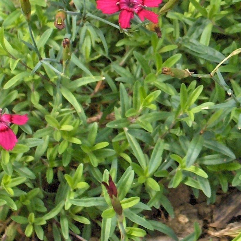 Clavellina - Dianthus deltoides Brillant (Follaje)