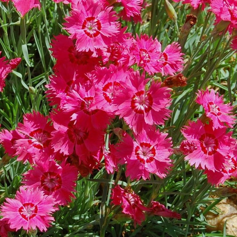 Clavellina - Dianthus deltoides Brillant (Floración)