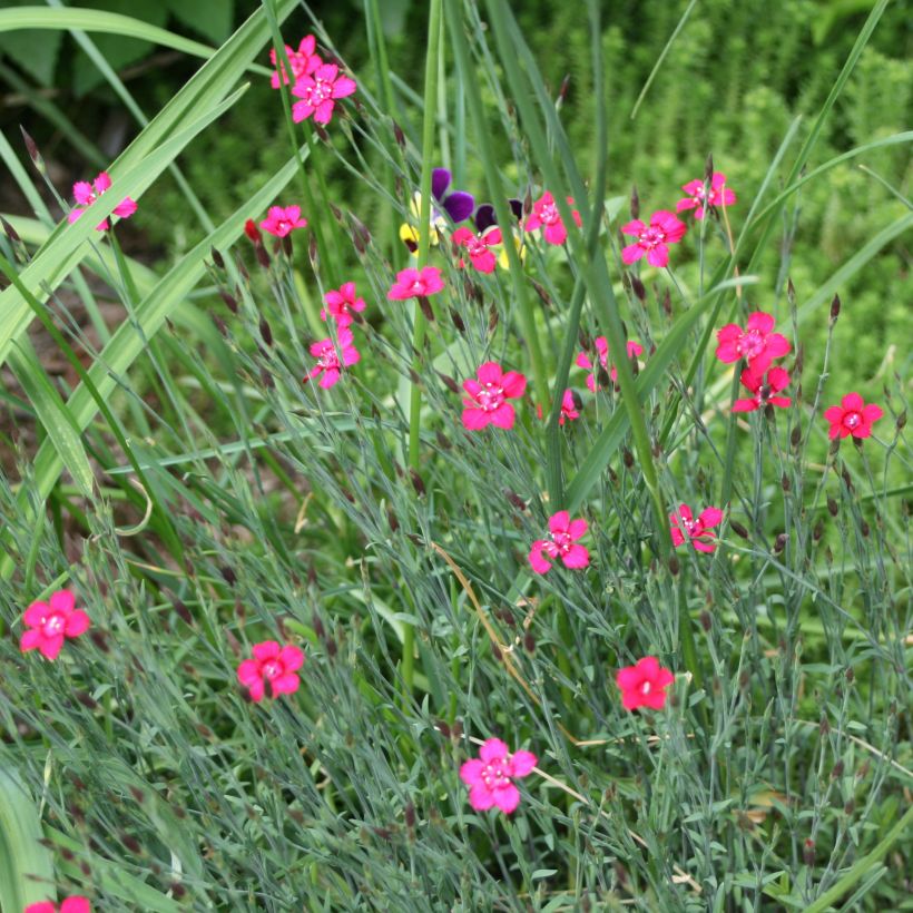 Clavellina - Dianthus deltoides Brillant (Porte)