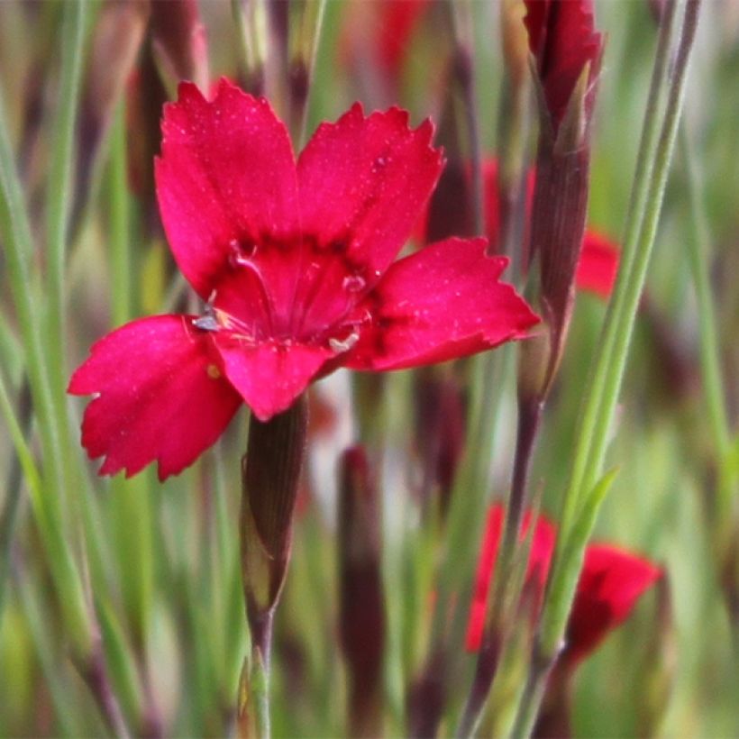 Clavellina - Dianthus deltoides Flashing Light (Floración)