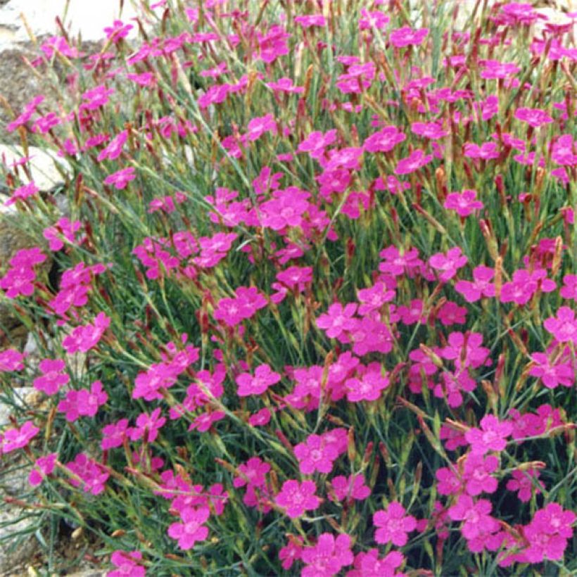 Clavellina - Dianthus deltoides Rosea (Floración)