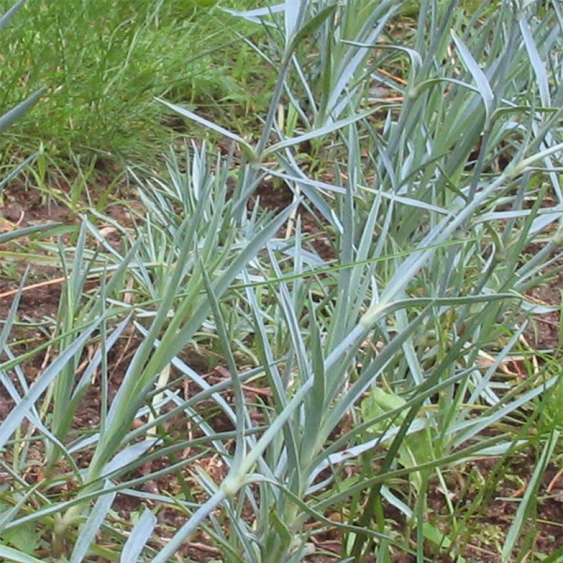 Clavel - Dianthus gratianopolitanus Badenia (Follaje)