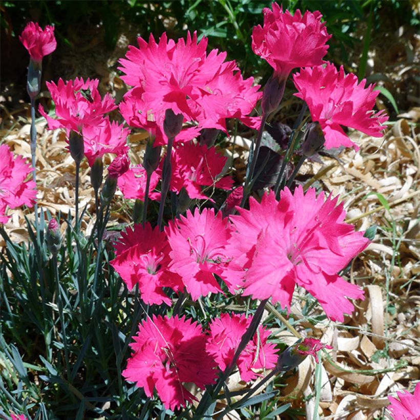 Clavel - Dianthus gratianopolitanus Badenia (Floración)