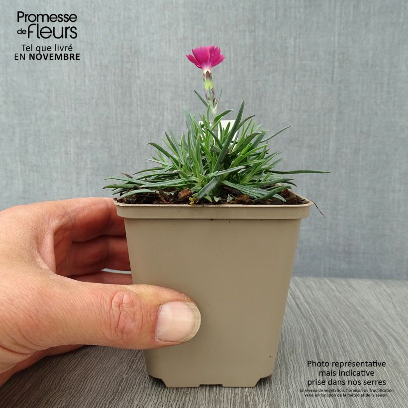 Ejemplar de Dianthus gratianopolitanus Badenia - oeillet de pentecôte rouge en godet de 9 cm entregado en otoño