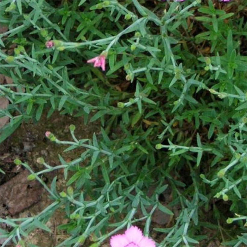 Clavel - Dianthus gratianopolitanus Eydangeri (Follaje)