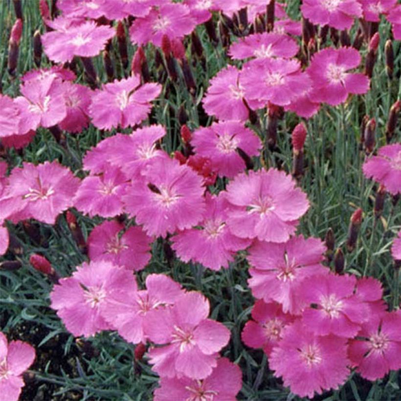 Clavel - Dianthus gratianopolitanus Eydangeri (Floración)