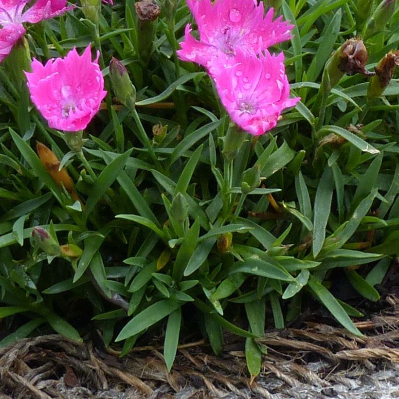 Clavel - Dianthus gratianopolitanus Kahori (Follaje)