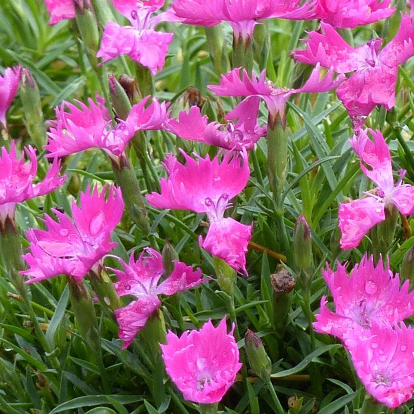 Clavel - Dianthus gratianopolitanus Kahori (Floración)