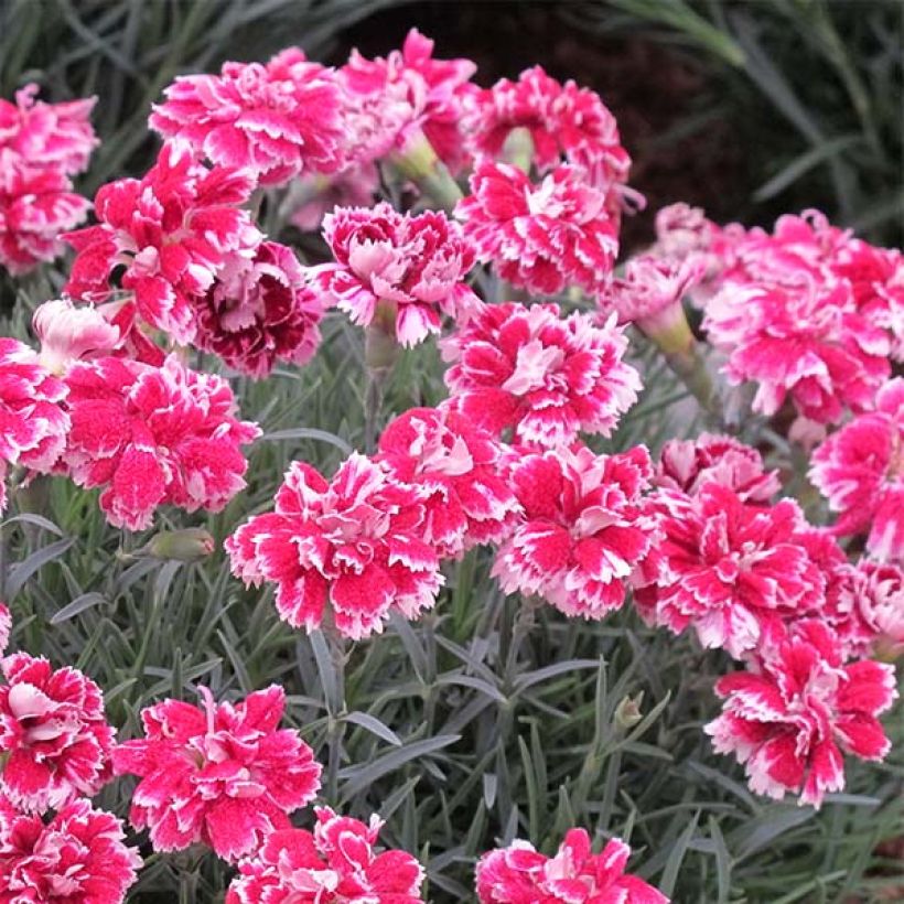 Clavel - Dianthus gratianopolitanus Whatfield Gem (Floración)