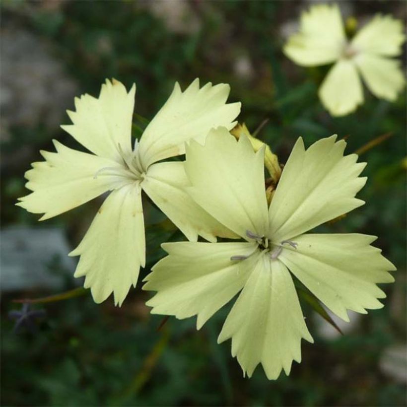 Dianthus knappii - Clavel (Floración)