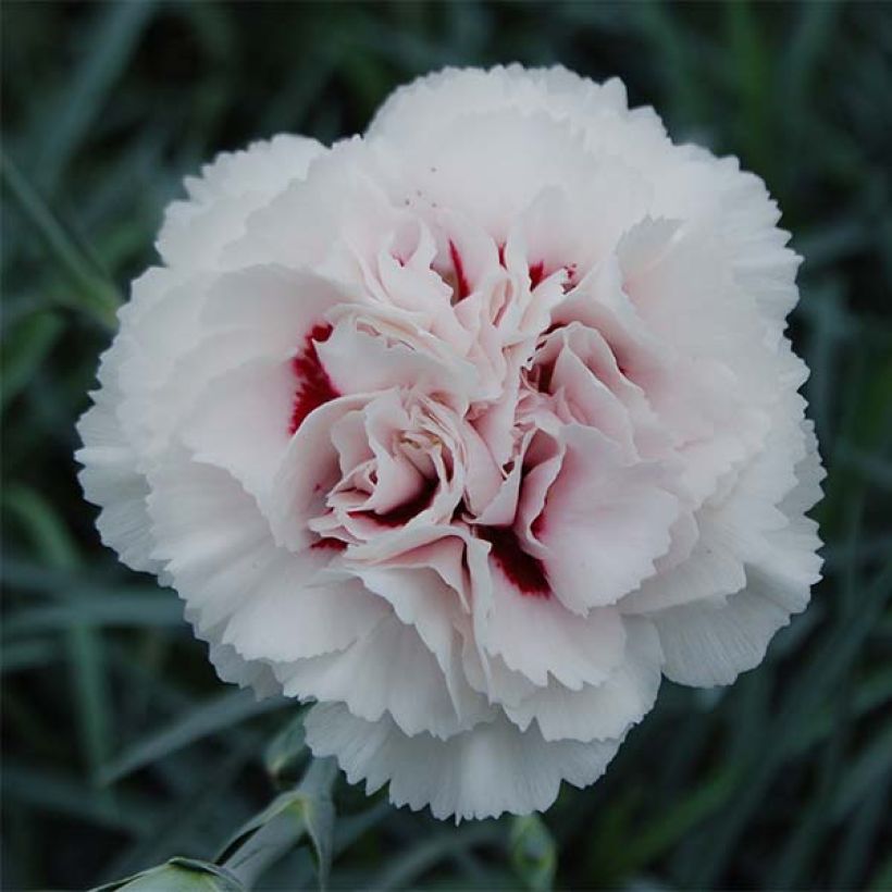 Clavel coronado Cranmere Pool - Dianthus plumarius (Floración)