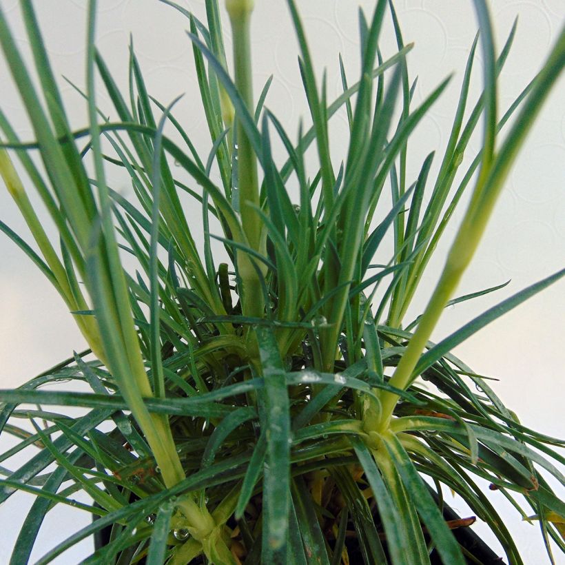 Clavel coronado Cranmere Pool - Dianthus plumarius (Follaje)