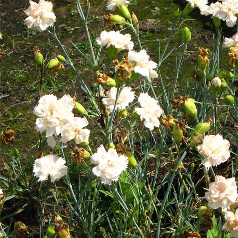 Clavel coronado Devon Cream - Dianthus plumarius (Floración)