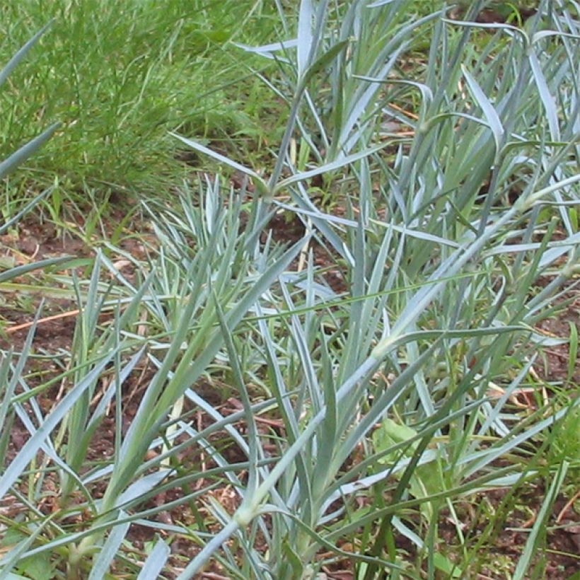 Clavel coronado Doris - Dianthus plumarius (Follaje)