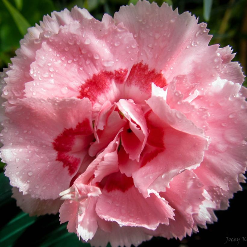 Clavel coronado Doris - Dianthus plumarius (Floración)