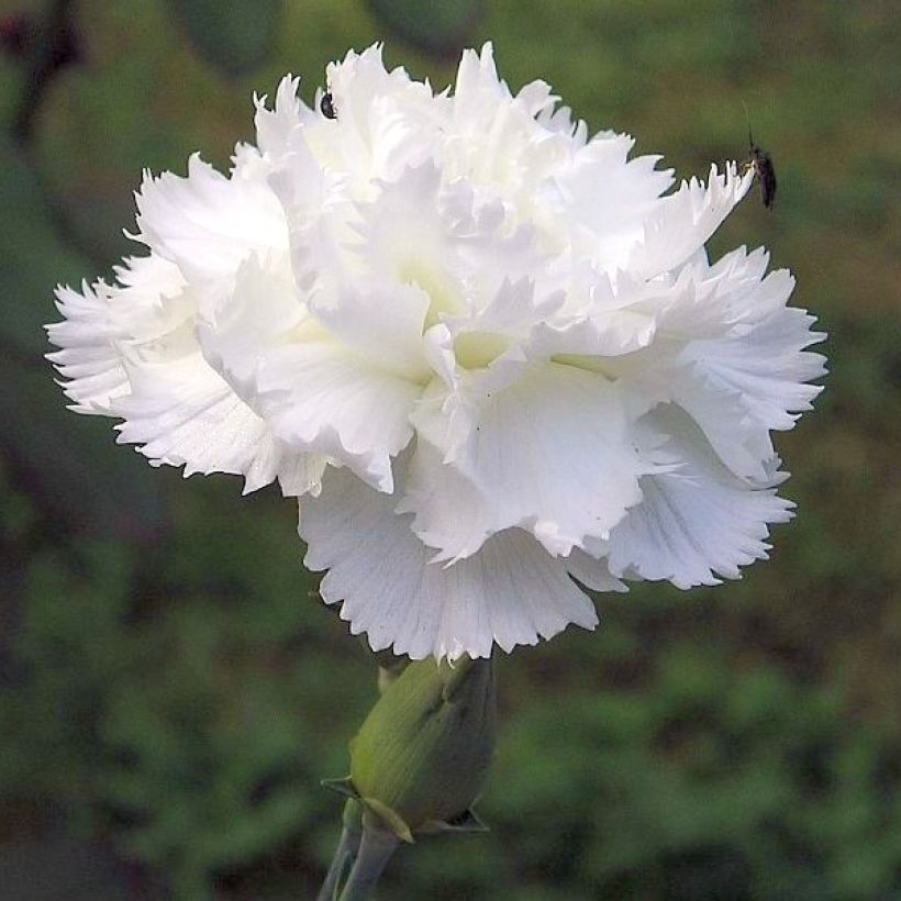 Clavel coronado Flore Pleno Albus - Dianthus plumarius (Floración)