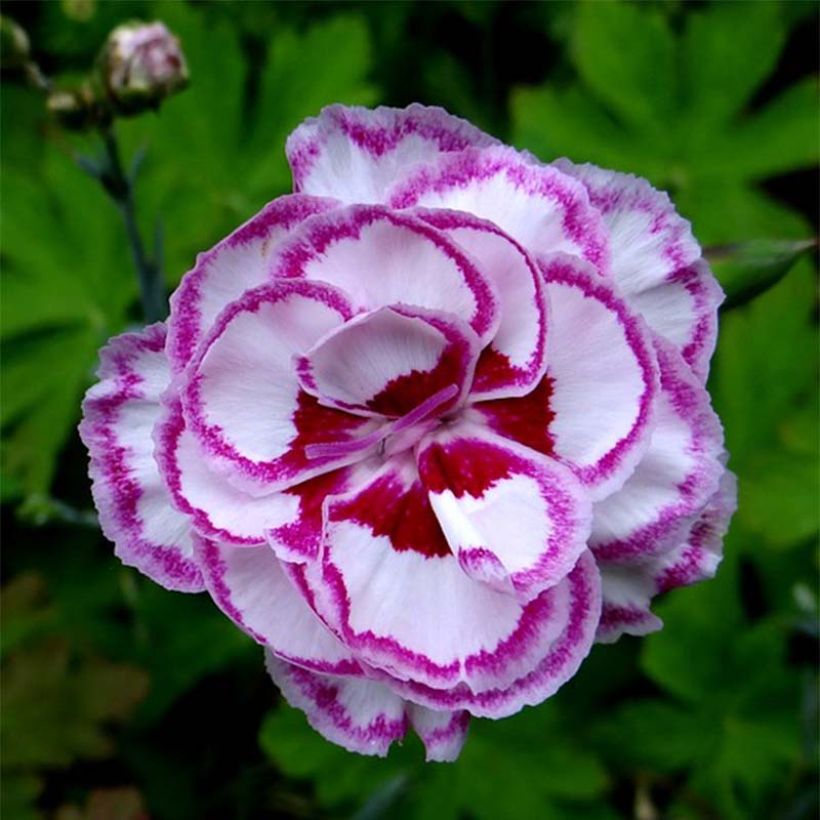 Clavel coronado Gran's Favourite - Dianthus plumarius (Floración)