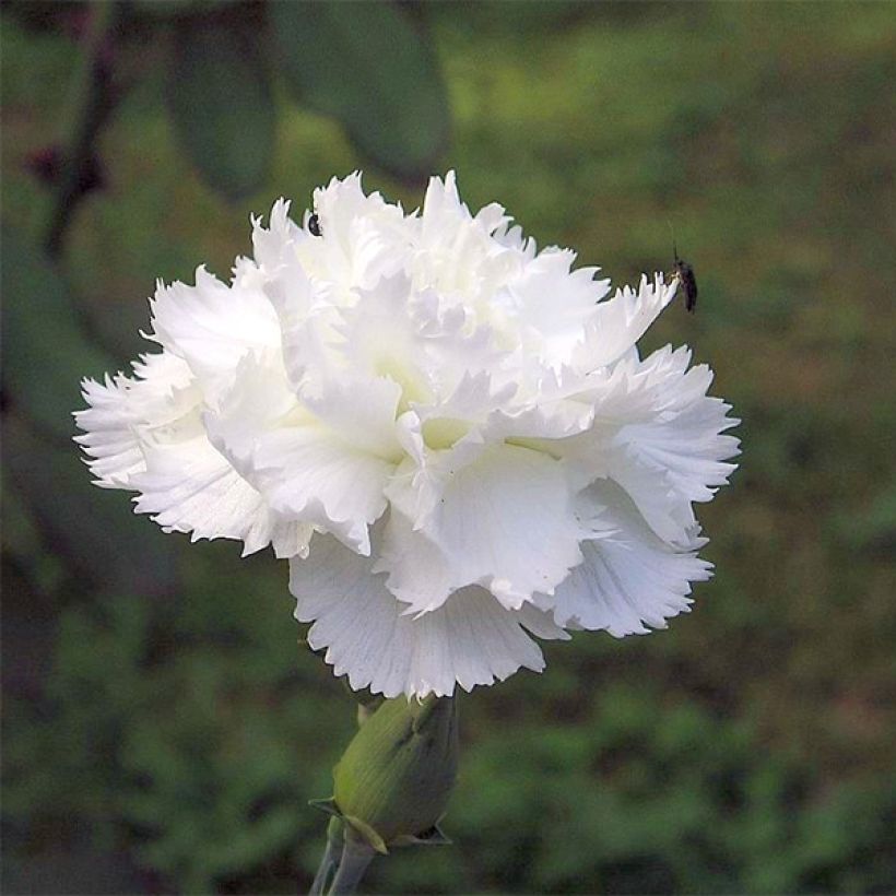 Clavel coronado Haytor White - Dianthus plumarius (Floración)