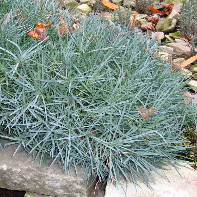 Clavel coronado Heidi - Dianthus plumarius (Porte)