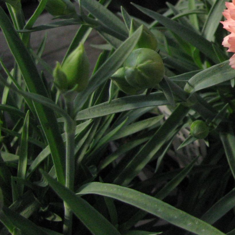 Clavel coronado Helen - Dianthus plumarius (Follaje)