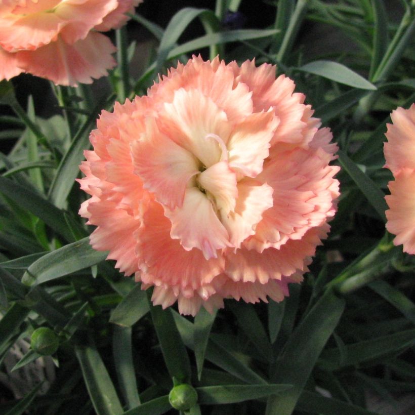 Clavel coronado Helen - Dianthus plumarius (Floración)