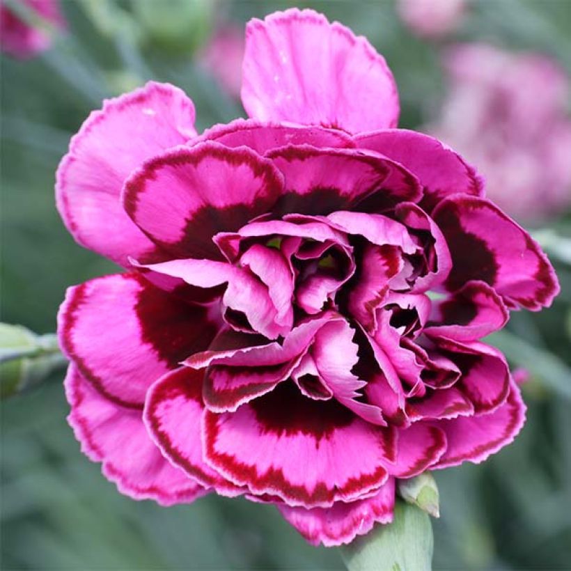 Clavel coronado Laced Monarch - Dianthus plumarius (Floración)