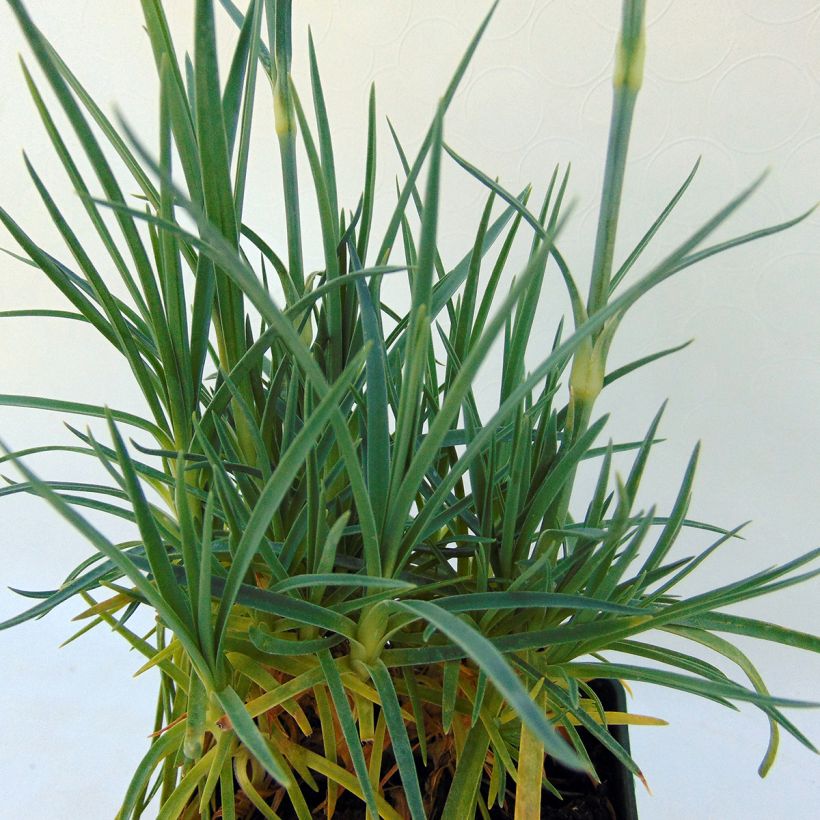 Clavel coronado Letitia Wyatt - Dianthus plumarius (Follaje)