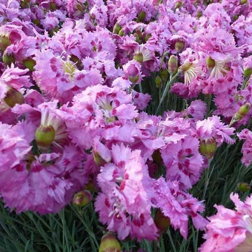 Clavel coronado Maggie - Dianthus plumarius (Floración)