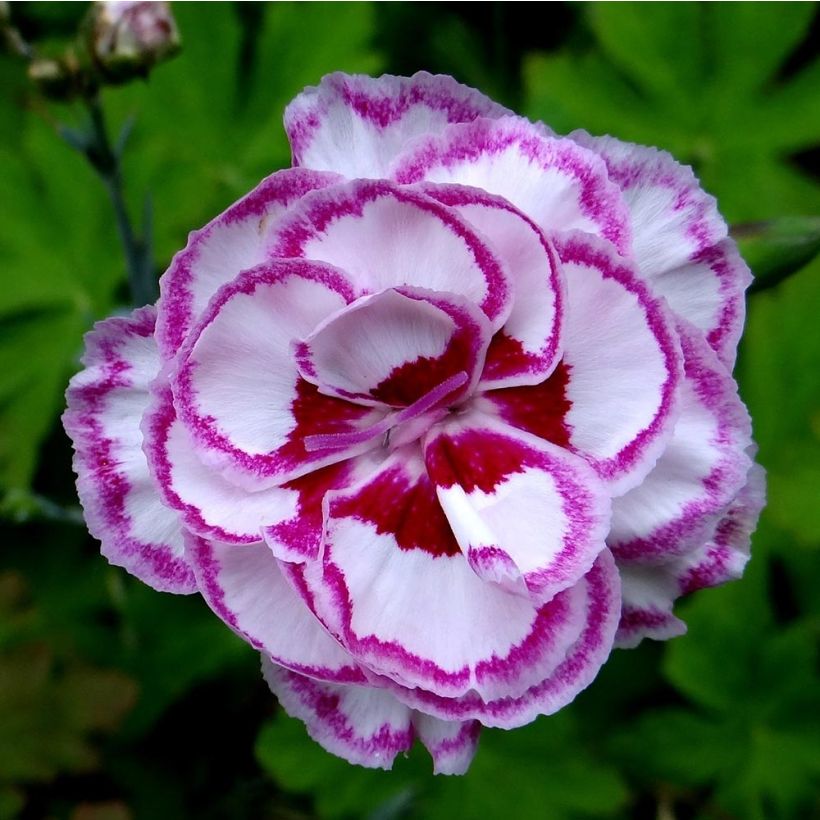 Clavel coronado Moulin Rouge - Dianthus plumarius (Floración)