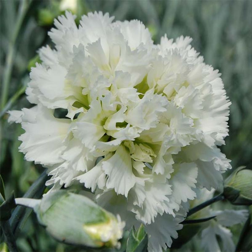 Clavel coronado Mrs Sinkins - Dianthus plumarius (Floración)