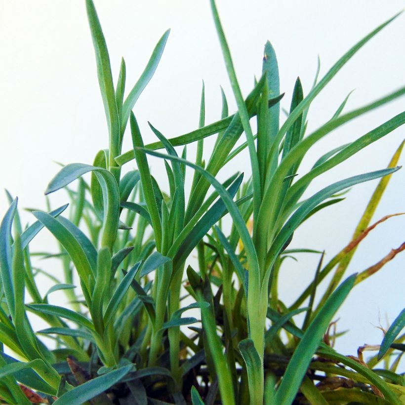 Clavel coronado Mrs Sinkins - Dianthus plumarius (Follaje)