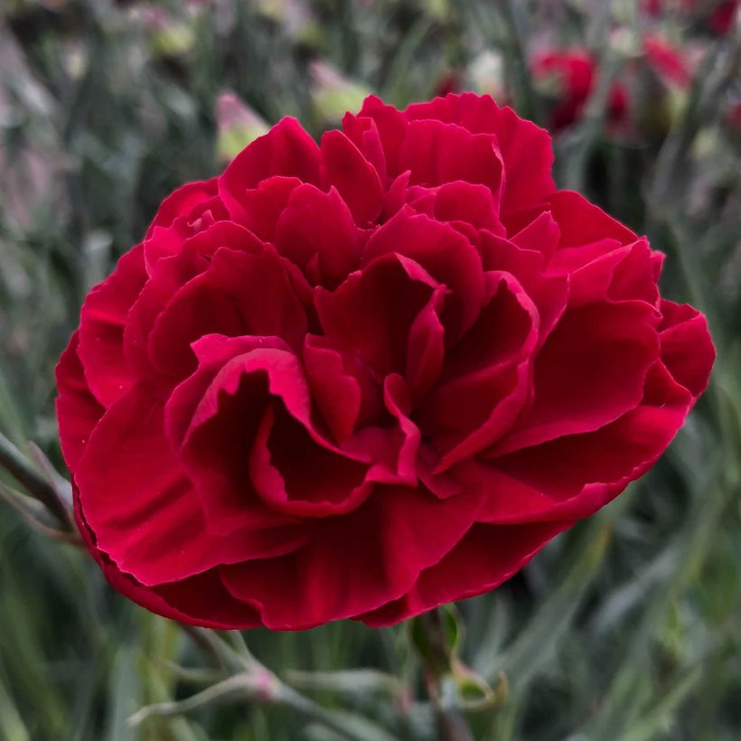 Clavel coronado Passion Hot Red - Dianthus plumarius (Floración)