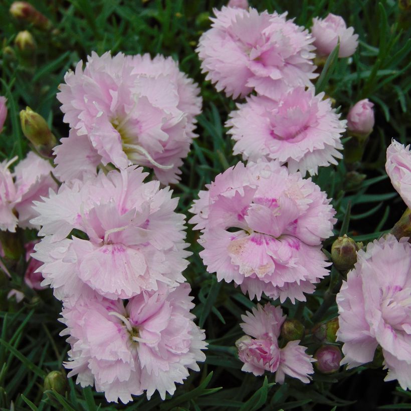 Clavel coronado Pike s Pink - Dianthus plumarius (Floración)