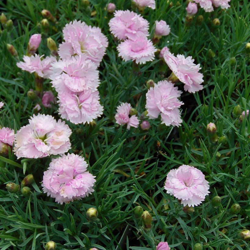 Clavel coronado Pike s Pink - Dianthus plumarius (Porte)