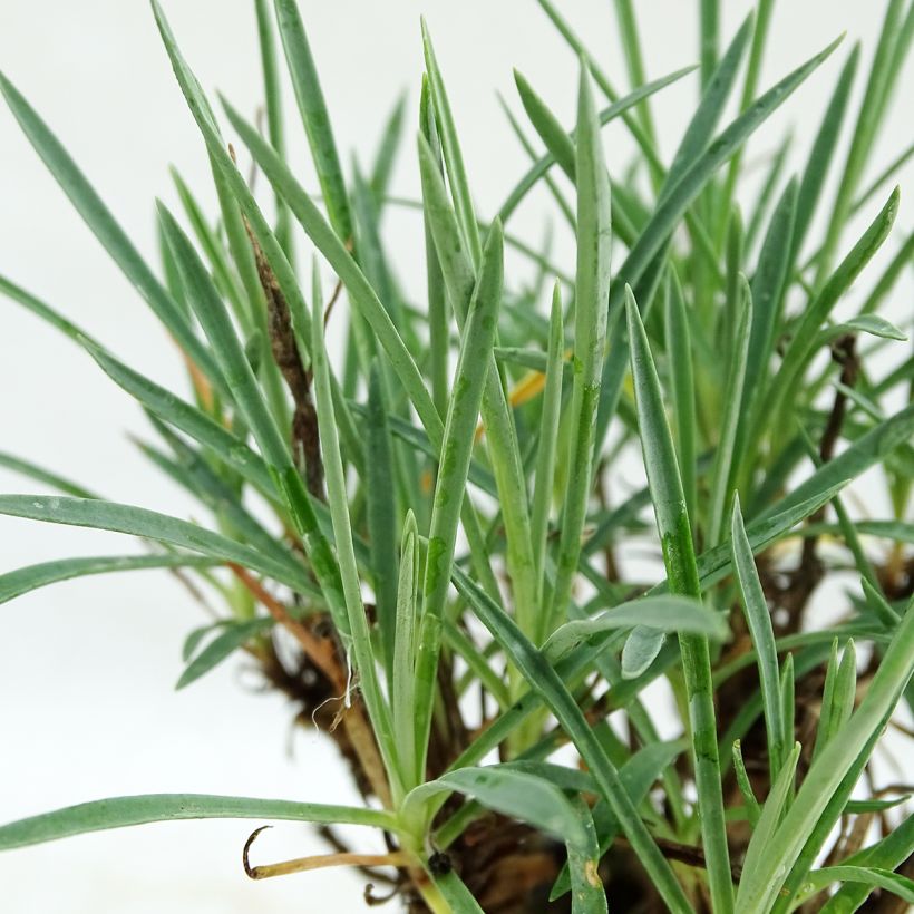 Clavel coronado Scent First Coconut Sundae - Dianthus plumarius (Follaje)