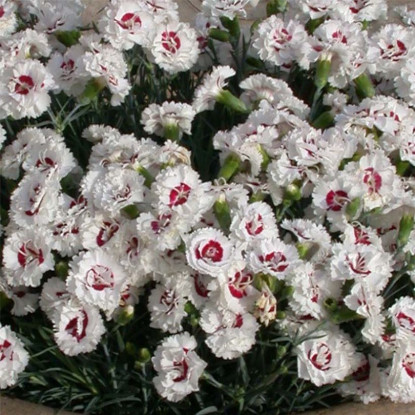 Clavel coronado Scent First Coconut Sundae - Dianthus plumarius (Floración)