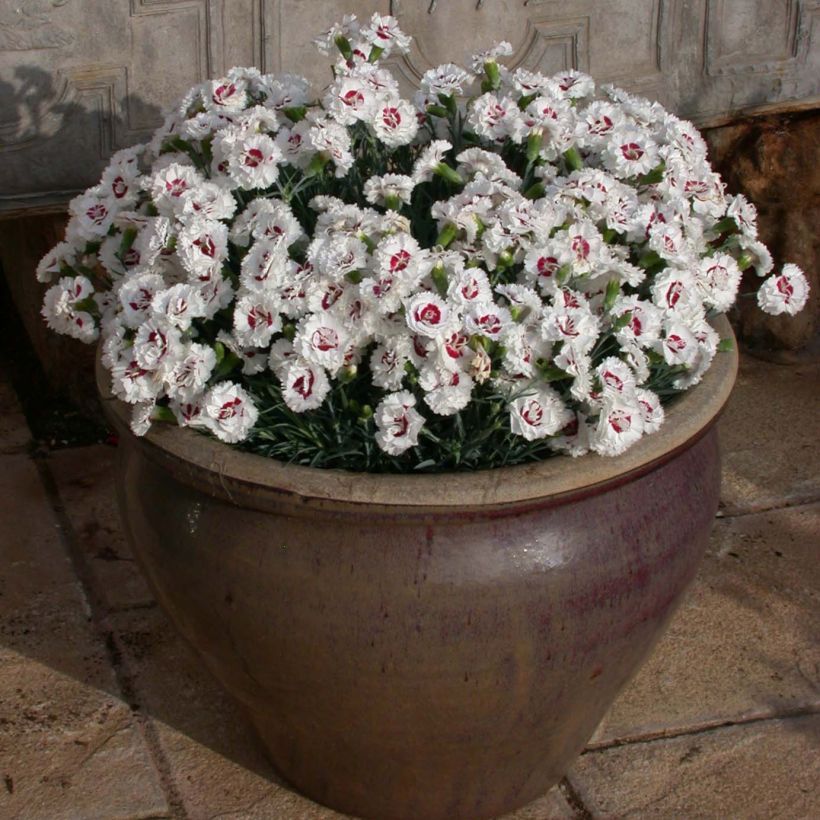 Clavel coronado Scent First Coconut Sundae - Dianthus plumarius (Porte)