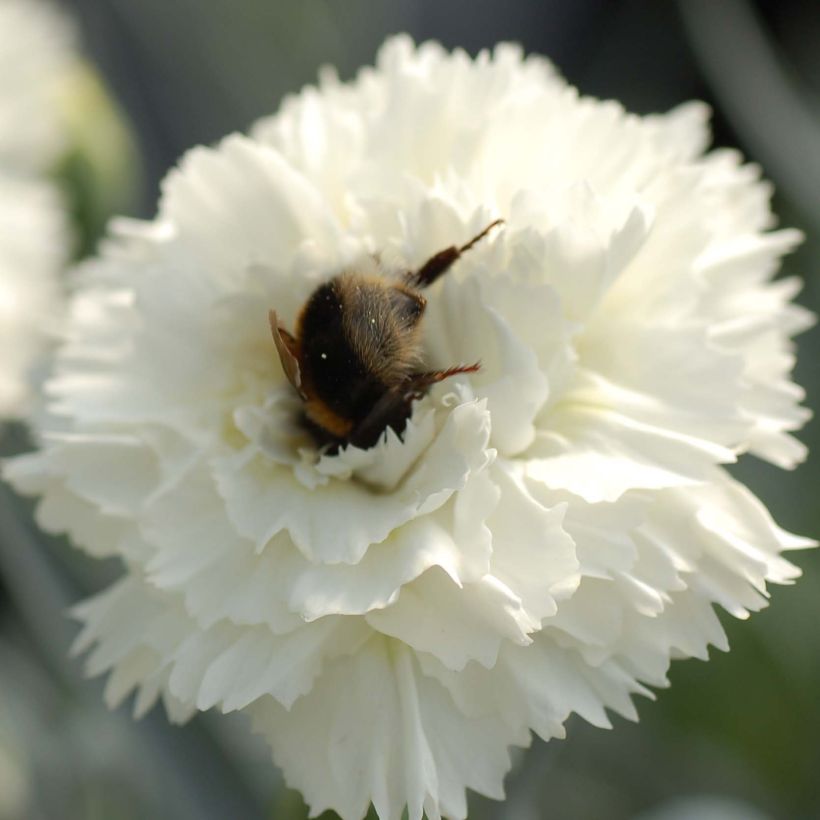 Clavel coronado Scent First Memories - Dianthus plumarius (Floración)