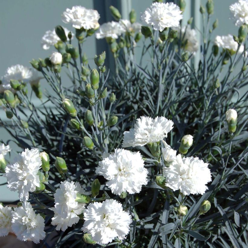 Clavel coronado Scent First Memories - Dianthus plumarius (Porte)