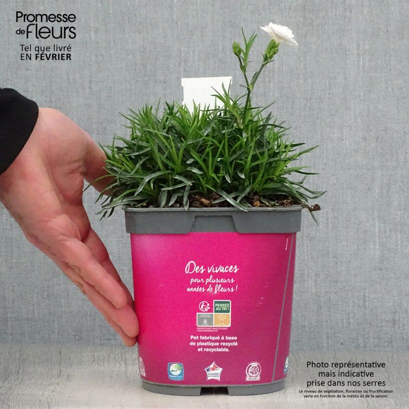 Dianthus plumarius Scent First Raspberry Sundae - Oeillet mignardise en pot de 2 litres Ejemplar entregado en invierno