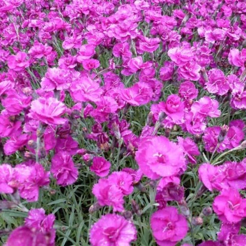 Clavel coronado Warden Hybrid - Dianthus plumarius (Floración)