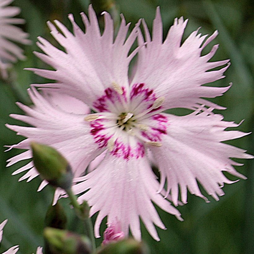 Dianthus spiculifolius - Clavel (Floración)