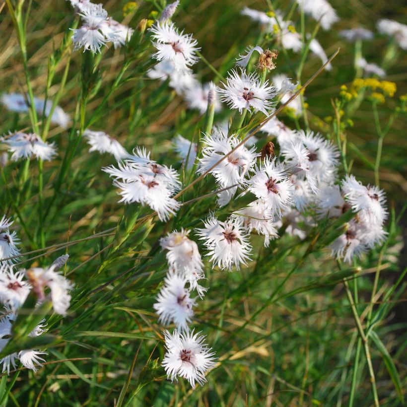 Dianthus superbus - Clavelito común (Porte)