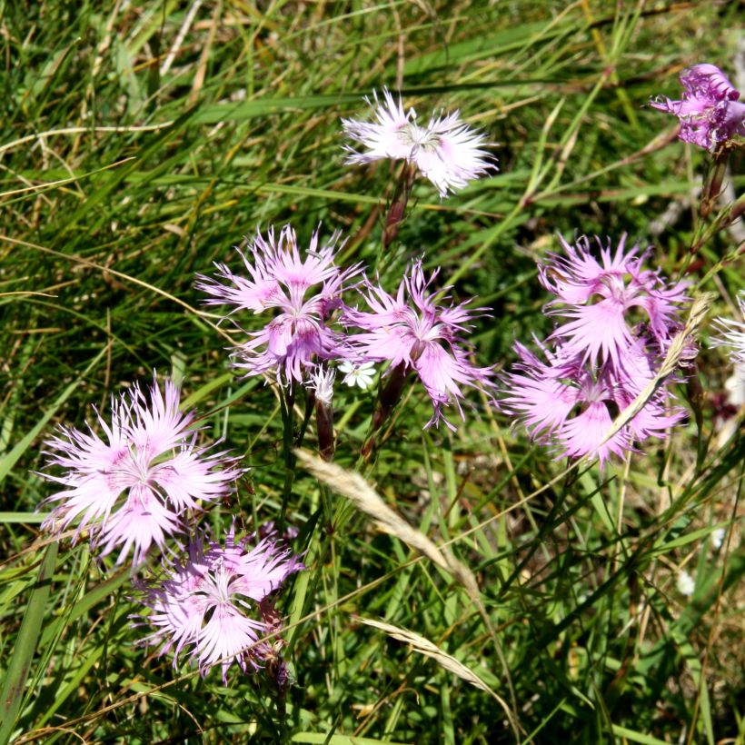 Dianthus superbus Primadonna - Clavel (Porte)