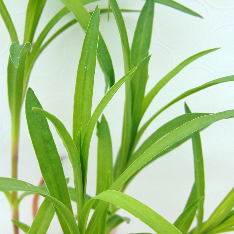 Dianthus superbus - Clavelito común (Follaje)