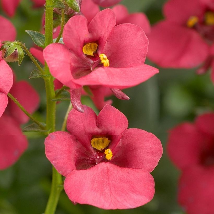 Diascia Genta Ruby (Floración)