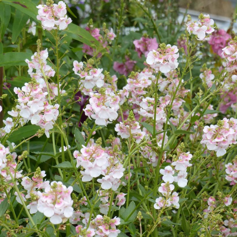 Diascia Up Rose Pink (Floración)